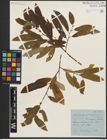 Foto von Salix pseudomonticola C. R. Ball